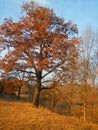 Tree in autumn sun