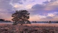 Tree at autumn sunset with dramatic sky at heath-land, Goirle, Netherlands