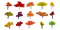 Tree. Autumn trees different shape and color. Autumn tree, isolated. Trees in flat modern design. Vector illustration