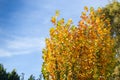 Tree in autumn with yellow leaves