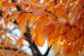 tree with autumncolored feather leaves Royalty Free Stock Photo