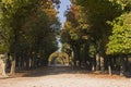 Tree Avenue Royalty Free Stock Photo