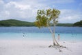 Tree at awesome freshwater lake