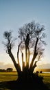 Tree in back light at Kiwi Esplanade. Royalty Free Stock Photo