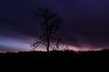 Tree on background of dark blue-purple dawn