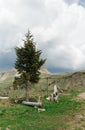 Tree on the background of the Dolomites Royalty Free Stock Photo