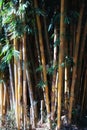 Tree background, large, bamboo, trees background image for free download