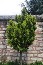 A tree on the background of an old wall made of white stones and red cement Royalty Free Stock Photo