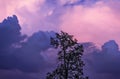 Tree on background of purple storm sky