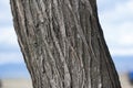 Tree in the background, Tree pattern, Closeup view of a wood pattern on the tree. Royalty Free Stock Photo