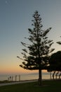 Tree backlit at sunset on a beach with mountains and the moon shining Royalty Free Stock Photo