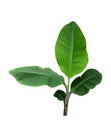 Tree Banana plant leaf, the tropical evergreen vine isolated on white background, clipping path included Royalty Free Stock Photo