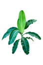 Tree Banana plant leaf, the tropical evergreen vine isolated on white background, clipping path included Royalty Free Stock Photo