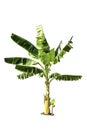 Tree (Banana tree) isolated on white background Royalty Free Stock Photo