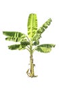 Tree (Banana tree) isolated on white background Royalty Free Stock Photo