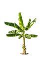 Tree (Banana tree) isolated on white background Royalty Free Stock Photo