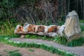 a tree bank in the Dolomites, Italy. Royalty Free Stock Photo