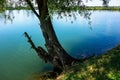 Tree on bank of small pond with turquise clear water, Topolna Royalty Free Stock Photo