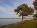 Tree on the Bank at Sunset Royalty Free Stock Photo