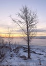 Tree on the bank of a winter river