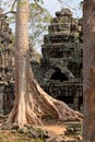 Tree at Banteay Kdei Temple, Cambodia