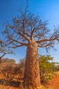 vertical Baobab tree in Limpopo Royalty Free Stock Photo