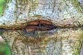 Tree with barbed wire - detail shot