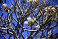 Tree with bare branches and flowers with large white petals Royalty Free Stock Photo