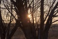 Tree with bare branches at sunset Royalty Free Stock Photo