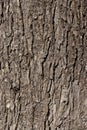 Tree bark