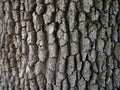 Tree bark