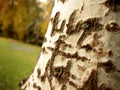 TREE BARK Royalty Free Stock Photo