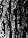 Tree bark Royalty Free Stock Photo
