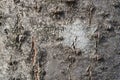 Tree bark. Abstract background. Royalty Free Stock Photo