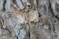 Tree bark. Abstract background. Royalty Free Stock Photo