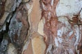 Tree bark. Abstract background. Macro Royalty Free Stock Photo