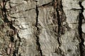 Tree bark. Abstract background Royalty Free Stock Photo