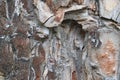 Tree bark. Abstract background Royalty Free Stock Photo