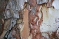 Tree bark. Abstract background. Royalty Free Stock Photo