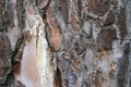 Tree bark. Abstract background. Royalty Free Stock Photo