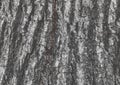 Tree bark abstract natural embossed dark pattern wood texture background Royalty Free Stock Photo