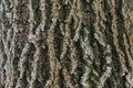 Tree bark abstract natural embossed wood texture nature skin old green pattern background Royalty Free Stock Photo