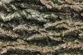 Tree bark abstract natural embossed wood texture nature skin old green pattern background Royalty Free Stock Photo