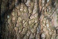 Tree bark abstract texture background pattern multi use abstract image Royalty Free Stock Photo