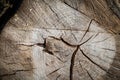 Tree bark abstract texture background pattern multi use abstract image Royalty Free Stock Photo