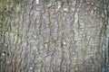Tree bark abstract texture background pattern multi use abstract image Royalty Free Stock Photo