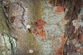Tree bark abstract texture background pattern multi use abstract image Royalty Free Stock Photo