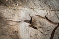 Tree bark abstract texture background pattern multi use abstract image Royalty Free Stock Photo