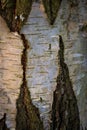 Tree bark abstract texture background pattern multi use abstract image