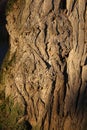 Tree bark abstractions. Cracked tree surface. Green moss. Royalty Free Stock Photo